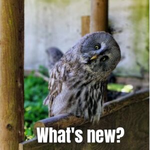 free fire game modes